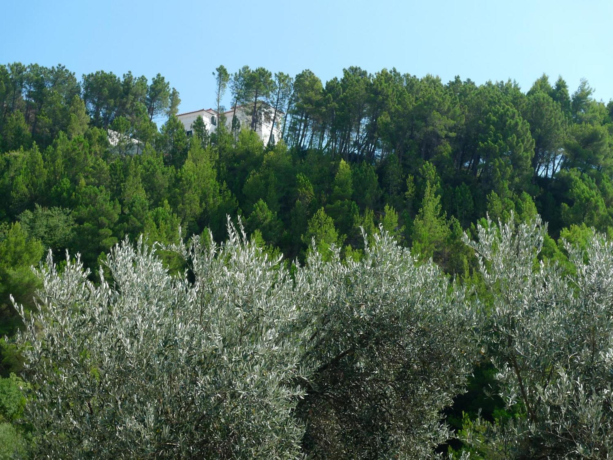 Apartments Maslina Sveti Stefan Extérieur photo